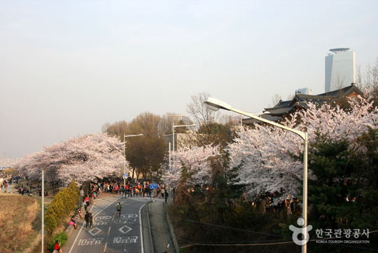 여의도 봄꽃축제 (사진=한국관광공사) 