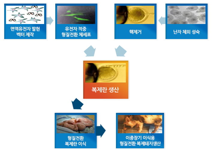 엠젠플러스 형질전환복제돼지 개발과정