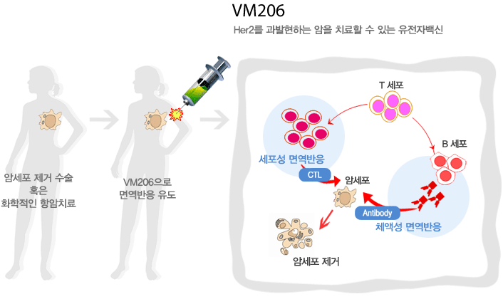 항암치료 백신 VM206