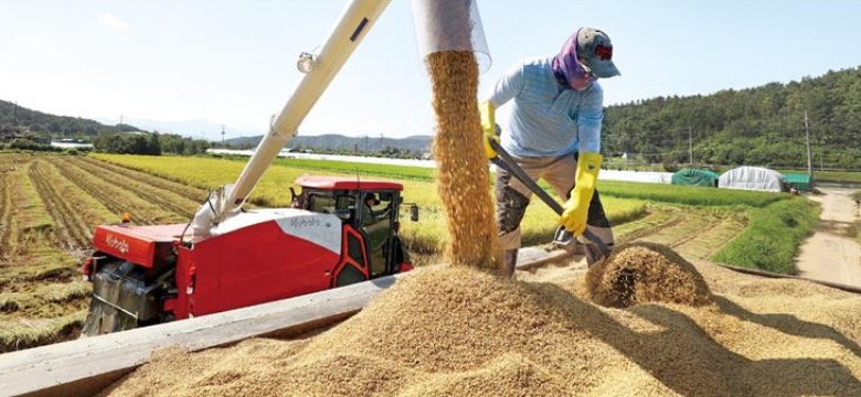 '양곡법' 대안 꺼낸 정부…쌀 수입보험 내년 추진한다
