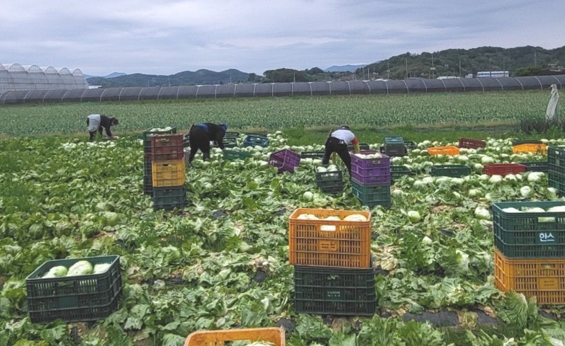 극한 폭염에 녹아내린 고랭지 "비 오면 무·배추값 더 뛴다"