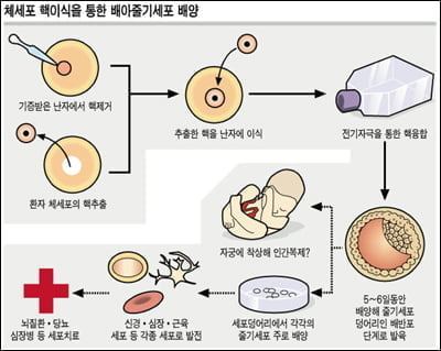 [황우석 총정리] 7大 난제중 4개 관문 넘어섰다