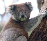 [Cover Story] 왜 호주의 동물들은 주머니를 갖고 있을까