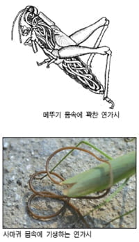 [Science] 사마귀는 왜 물에 빠져 죽을까, 달팽이는 왜 나무에 기어올라갈까?