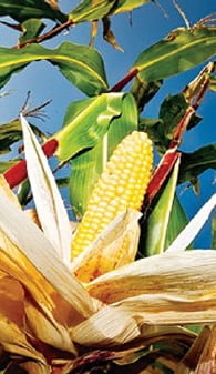 [시사이슈 찬반토론] GMO 옥수수 수입허용 논란