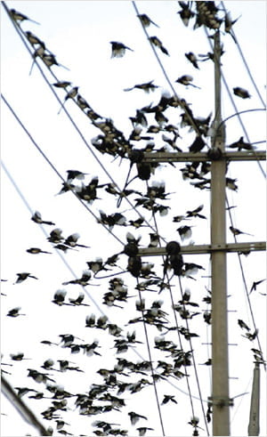  吉鳥인지 알았던 ‘제주 까치’ 凶鳥가 됐데요!