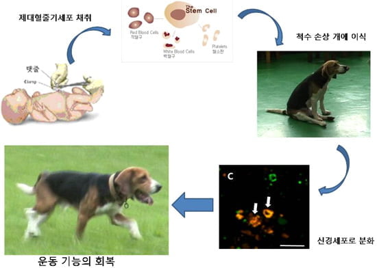 [Science] 줄기세포가 신체 장애 치료 ‘구원의 빛’ 될까