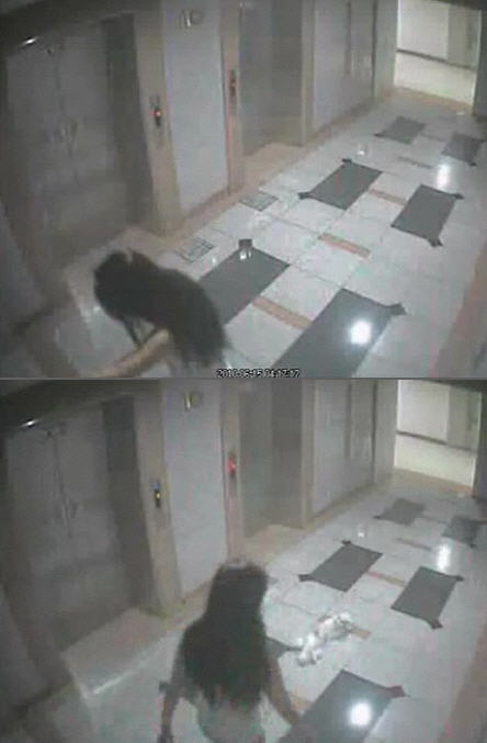 고양이 무차별 폭행 '은비사건'에 네티즌 분노