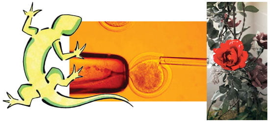 [Science] 줄기세포의 神秘··· 도마뱀은 왜 꼬리가 잘려도 다시 자라지?