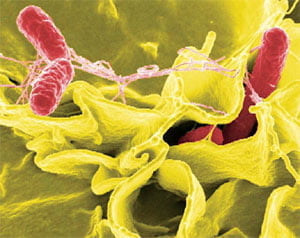 [Science] 펄펄 끓는 물에서도 잘 살수있는 미생물도 있네!