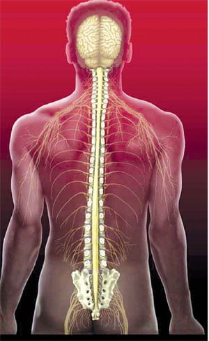 [Science] 운동·감각 조절하는 우리 몸의 중심 "척수"