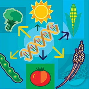 [Science] 유전자변형(GM) 작물로 차린 ‘맞춤형 밥상’ 시대 멀지 않았다