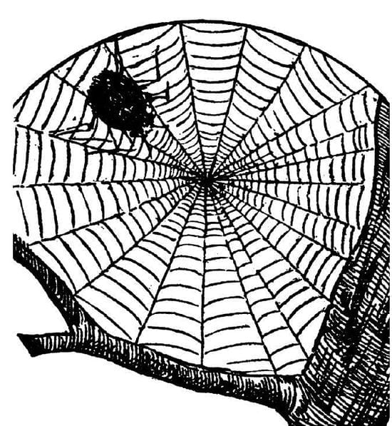 [인문학과 경제의 만남] 재화의 공급에 시차가 발생하면 거미줄이 생긴다?