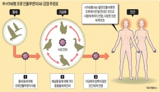 2~3년 주기로 발생…치료약 없어 더 무서운 조류 인플루엔자