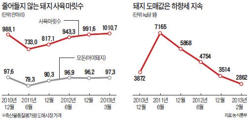 정부, 양돈농가 사육 수 줄이기 온갖 노력도 허사…돼지값 폭락 속 1000만마리 돌파 '미스터리'