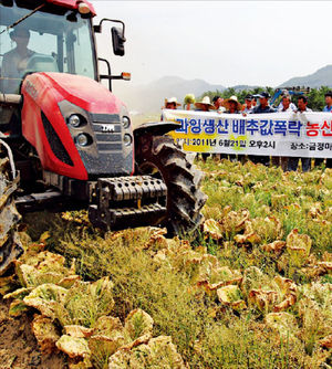 농산물 예측 '뒷북'…배추 가격 폭락에 밭 갈아엎기도…