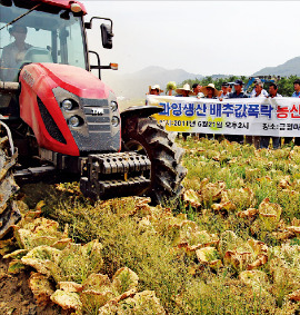 배추값 폭락으로 농민들이 배추밭을 갈아엎고 있다. 한경DB