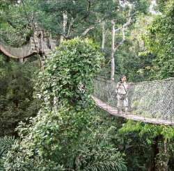 아마존 숲속의 캐노피 워크웨이.
