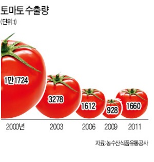 [이슈 추적…동부 유리온실 사업 포기 2개월] 토마토 하루 500상자 버려진다