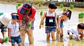 올가홀푸드 직원 가족이 농촌에서 친환경 모내기 행사에 참여해 모심기를 하고 있다.   