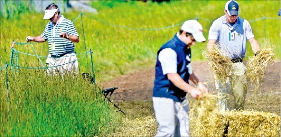 US오픈을 주관하는 미국골프협회(USGA) 관계자들이 13일(한국시간) 대회장인 아드모어의 메리언GC에서 비에 젖어 축축한 곳에 마른 짚을 뿌리고 있다. /UPI연합뉴스 