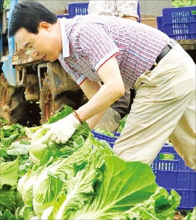 이상욱 대표가 3일 강원 평창군 고랭지 배추 산지에서 배추 수확을 돕고 있다. 