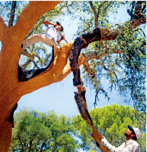 코르크 나무 껍질 - 나무 한 그루에서 4000개의 코르크 마개를 만들 수 있다 .