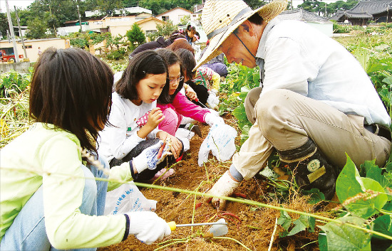 [Farm Stay] 부산 다복솔마을, 감자 캐고 옥수수 따고…솔향기 맡으며 산책