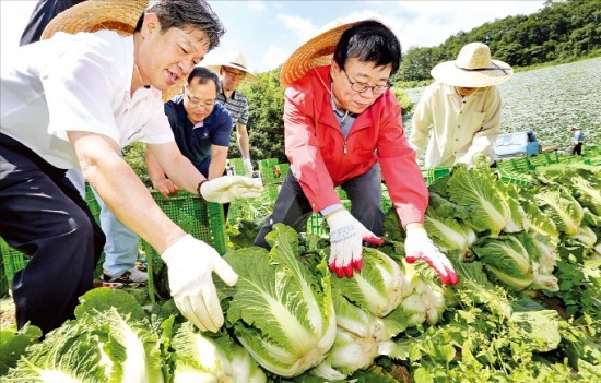 배추 수확하는 이동필 농식품부 장관