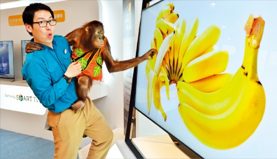 에버랜드의 오랑우탄 제니가 사육사에게 안겨 삼성전자 85인치 UHD TV에 비친 바나나 화면에 다가가고 있다. 이 제품은 거대한 프레임 안에 화면이 떠 있는 듯한 독특한 디자인이 특징이다. 삼성전자 제공