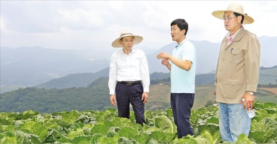 값 폭등 배추 작황 점검