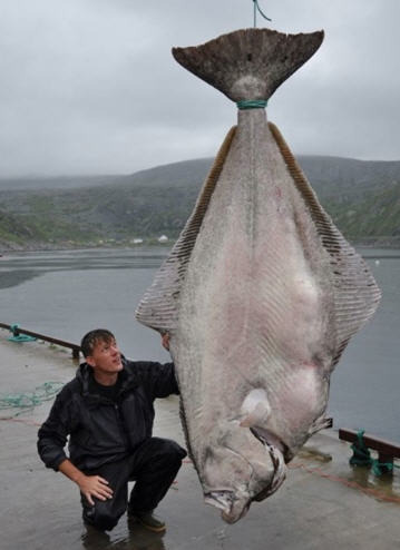 괴물 가자미 포획, 무게만 무려 200kg