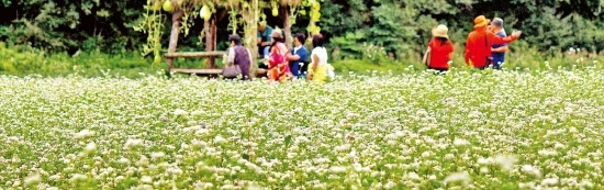 평창무이예술관 근처 메빌밭. 메밀꽃을 보러온 관광객들이 즐거운 시간을 보내고 있다. 