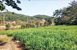 충남 서산시 팔봉면 전원주택 부지 