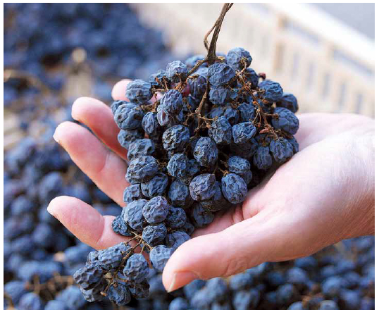 사진=  포도를 자연적으로 말려 당도를 높이는 아파시멘토 방식으로 만들어지는 아마로네 와인에 쓰이는 마른 포도 모습.