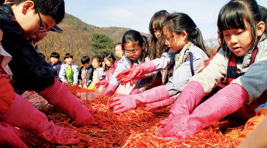 김장체험은 여행과 농촌체험을 함께할 수 있는 6차산업이다. 사진은 양평 체험마을에서 김치를 담그고 어린이의 모습. 