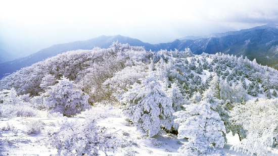 지리산 바래봉의 겨울 