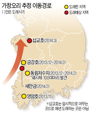 [AI 확산 비상] 면역력 강한 야생오리마저 첫 집단 폐사…오리·양계농 초비상