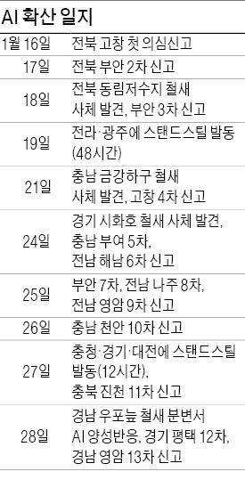 AI, 닭에 훨씬 치명적…오리만 살처분하다 방역 '구멍'