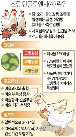 [한경+] AI 인체감염 논란...사실은 뭔가?