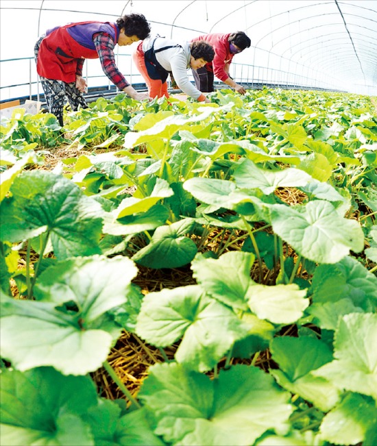입맛 돋우는 곰취 | 한국경제 입맛 돋우는 곰취 