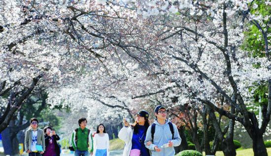 '4월 벚꽃의 계절'…국내 최고 꽃놀이 명소는 어디?