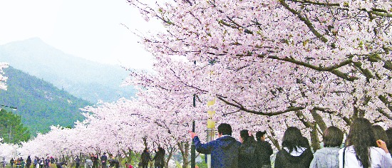 하얀 꽃비가 떨어지는 영암 100리 벚꽃길을 관광객들이 걷고 있다. 