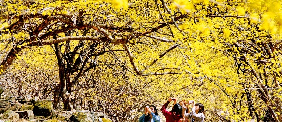노란 빛으로 곱게 물든 산수유 나무를 관광객들이 촬영하고 있다.  전라남도 제공 