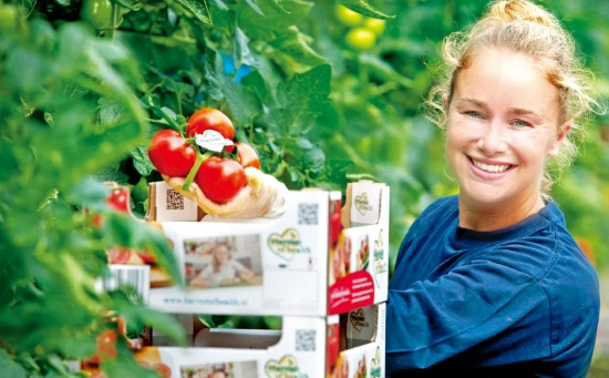 네덜란드의 첨단 온실기업인 란스(LANS)의 한 직원이 온실에서 재배되는 토마토를 수확하고 있다. 란스 제공