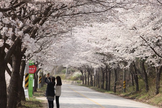 벚꽃의 향연, 9일 전북 진안군 진안고원 데미샘 벚꽃길에 벚꽃이 만개해 있다. 사진제공=진안군청