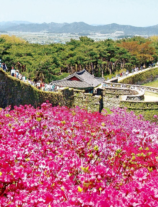 철쭉이 가득 핀 고창읍성. 고창군청 문화관광과 제공 