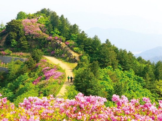 지리산 길을 따라 봄을 알리는 철쭉이 만개했다.  한국관광공사 제공