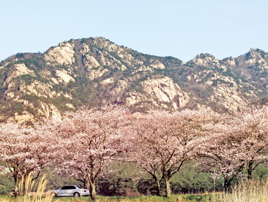 월출산 앞에 벚꽃이 활짝 피어있다. 