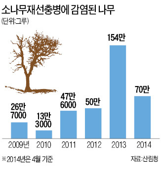 '소나무 에이즈'의 습격…松林이 사라진다